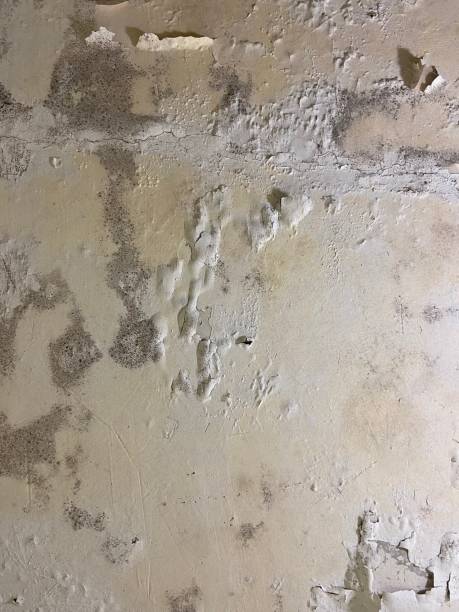 Best Kitchen Mold Remediation in Craig, AK