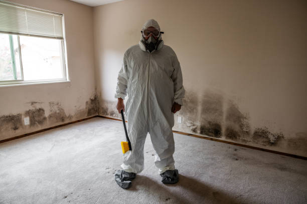 Best Attic Mold Remediation in Craig, AK